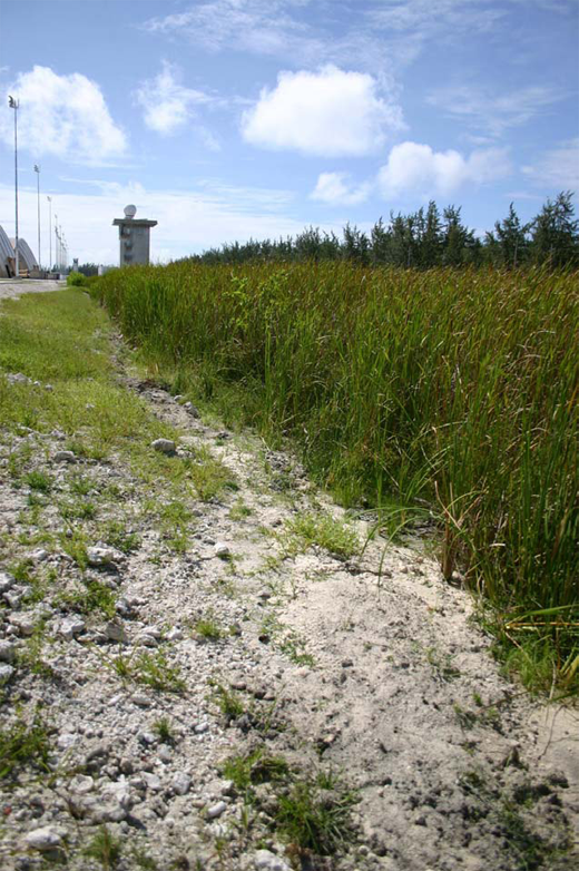 
A freshwater marsh composed of nothing but Cattails. This is located on the eastern edge of the bomber ramp on Diego Garcia.