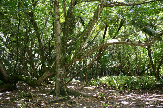 
A Hernandia dominated forest on Diego Garcia.