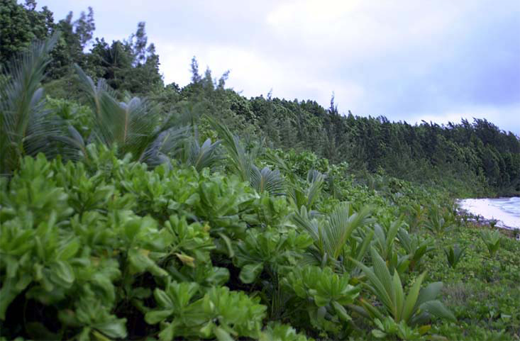 
Typical ocean-side littoral hedge with Casuarina fringe inland.