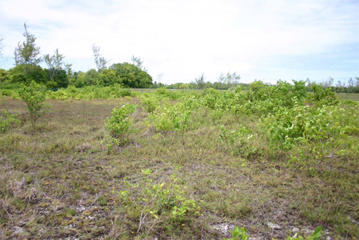 
A Premna-dominated scrub land on Diego Garcia.