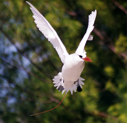 
Red-Tailed Tropic Bird in flight. Several pairs nest near the cantonment area of the atoll.