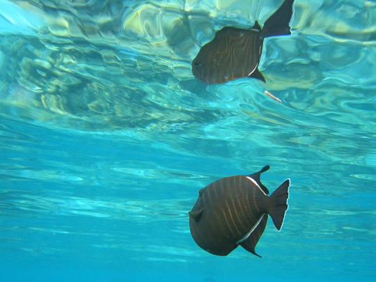 An Indian triggerfish reflecting in the water surface through total internal reflection.