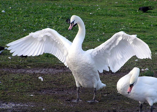 
A Mute swan spreads its wings.