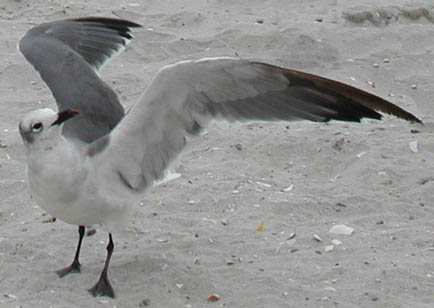 
A Laughing Gull with its wings extended in a gull wing profile