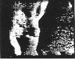 
Image of one of the dogs onboard Sputnik 6, demodulated by CIA electronic intelligence
