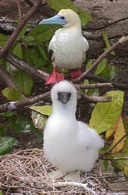 
An adult Red-Footed Booby with a chick in the nest.