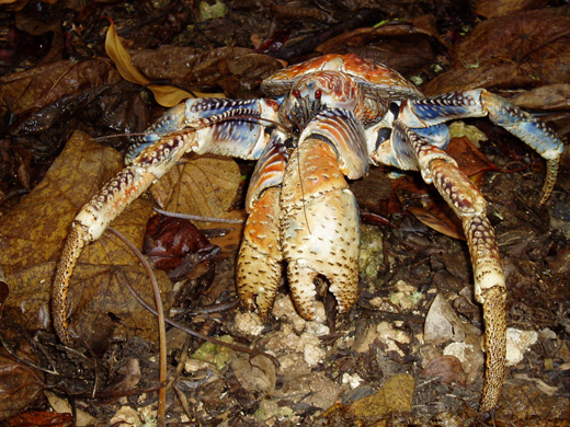
Coconut crabs are protected on Diego Garcia.