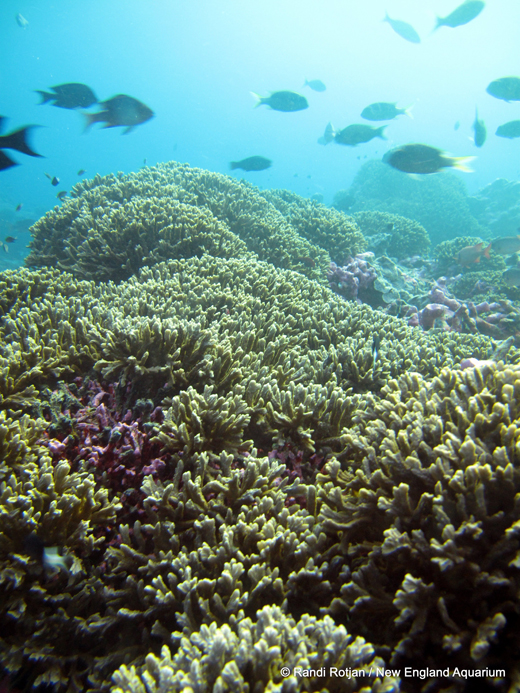 
Hydnophora rigida corals on Kanton, part of the Phoenix Islands Protected Area.