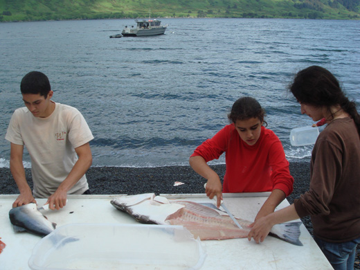 
Teenage tourists filleting fish at a lodge on Raspberry Island. The fish is immediately vacuum packed and frozen then put into coolers and checked on as baggage at Kodiak Airport upon departure. Almost all air travellers leaving Kodiak airport have several coolers containing frozen fish they caught themselves and both Kodiak and Anchorage airports have freezers to keep these traveller's fish frozen in case of delay.