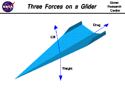 
Forces on a gliding animal or aircraft in flight